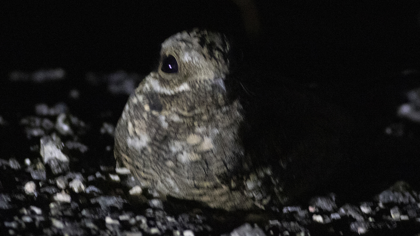 Eurasian Nightjar